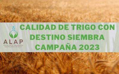 Calidad de trigo con destino siembra – Campaña 2023