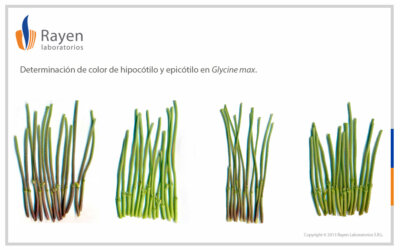 Determinacion del color de hipocotilo y epicotilo en soja